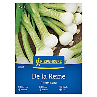 Kiepenkerl Zelenjavna semena Čebula De la Reine (Allium cepa, Čas žetve: Junij)
