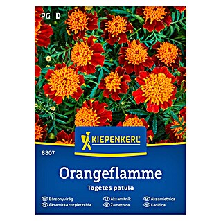 Kiepenkerl Cvetlična semena Žametnica Orangeflamme (Tagetes patula, Oranžnordeča)