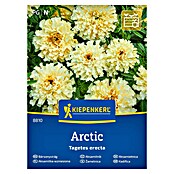 Kiepenkerl Cvetlična semena Pokončna žametnica Arctic  (Tagetes erecta, Rumena) | 8127 - Feinsämereien in PG Marke | IBYA - Sämereien | IBY - Sämereien | IB - Grünpflanzen/Sämereien | I - Stadtgarten | BAUHAUS
