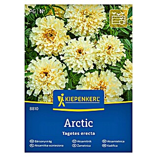 Kiepenkerl Cvetlična semena Pokončna žametnica Arctic (Tagetes erecta, Rumena)