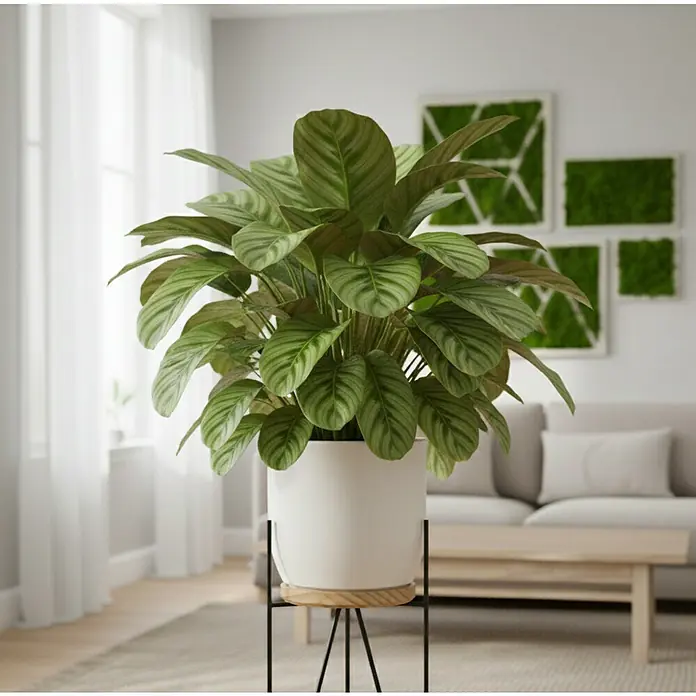 Piardino Korbmarante - Calathea orbifolia, Topfgröße: 27 cm - Große Topfpflanze mit grün gestreiften Blättern in weißem Topf auf modernem Holz-Metall-Ständer im Wohnzimmer.