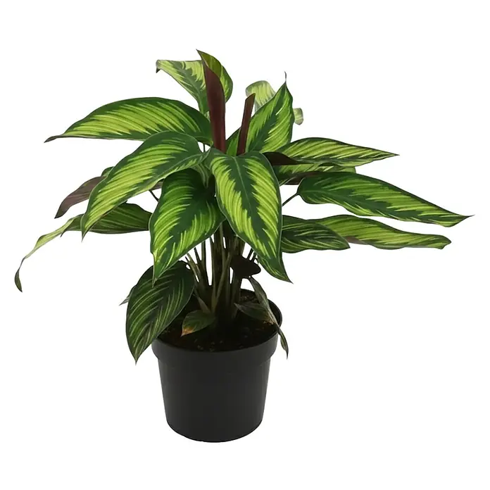 Piardino Korbmarante - Calathea majestica princeps, Topfgröße: 14 cm - Topfpflanze mit panaschierten grünen Blättern in einem schwarzen Topf.