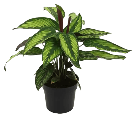 dracaena cintho Dracaena Cintho Branched – NABAT main image 1