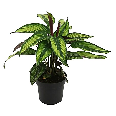 Piardino Korbmarante - Calathea majestica princeps, Topfgre: 14 cm online  kaufen bei BAUHAUS