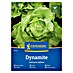 Kiepenkerl Zelenjavna semena Solata Dynamite 