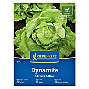 Kiepenkerl Zelenjavna semena Solata Dynamite  (Lactuca sativa, Čas žetve: Maj) | 8127 - Feinsämereien in PG Marke | IBYA - Sämereien | IBY - Sämereien | IB - Grünpflanzen/Sämereien | I - Stadtgarten | BAUHAUS