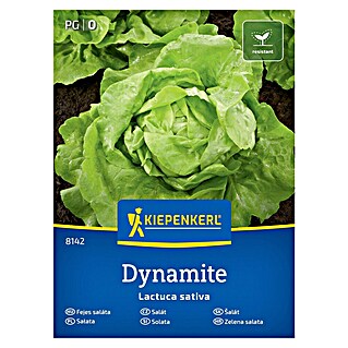 Kiepenkerl Zelenjavna semena Solata Dynamite (Lactuca sativa, Čas žetve: Maj)