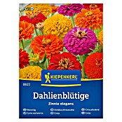 Kiepenkerl Cvetlična semena Cinija Dahlienblütige  (Zinnia elegans, Večbarvna) | 8127 - Feinsämereien in PG Marke | IBYA - Sämereien | IBY - Sämereien | IB - Grünpflanzen/Sämereien | I - Stadtgarten | BAUHAUS