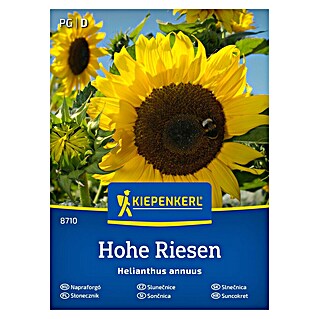 Kiepenkerl Cvetlična semena Sončnica Hohe Riesen (Helianthus annuus, Rumena)
