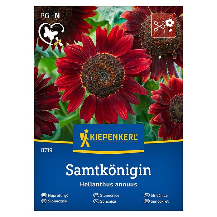 Kiepenkerl Cvetlična semena Sončnica Samtkönigin  (Helianthus annuus, Rdeča) | 8127 - Feinsämereien in PG Marke | IBYA - Sämereien | IBY - Sämereien | IB - Grünpflanzen/Sämereien | I - Stadtgarten | BAUHAUS
