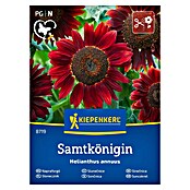 Kiepenkerl Cvetlična semena Sončnica Samtkönigin  (Helianthus annuus, Rdeča) | 8127 - Feinsämereien in PG Marke | IBYA - Sämereien | IBY - Sämereien | IB - Grünpflanzen/Sämereien | I - Stadtgarten | BAUHAUS