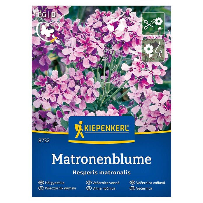 Kiepenkerl Cvetlična semena Vrtna nočnica  (Hesperis matronalis, Vijolična) | 8127 - Feinsämereien in PG Marke | IBYA - Sämereien | IBY - Sämereien | IB - Grünpflanzen/Sämereien | I - Stadtgarten | BAUHAUS