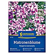 Kiepenkerl Cvetlična semena Vrtna nočnica  (Hesperis matronalis, Vijolična) | 8127 - Feinsämereien in PG Marke | IBYA - Sämereien | IBY - Sämereien | IB - Grünpflanzen/Sämereien | I - Stadtgarten | BAUHAUS