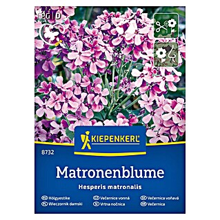 Kiepenkerl Cvetlična semena Vrtna nočnica (Hesperis matronalis, Vijolična)