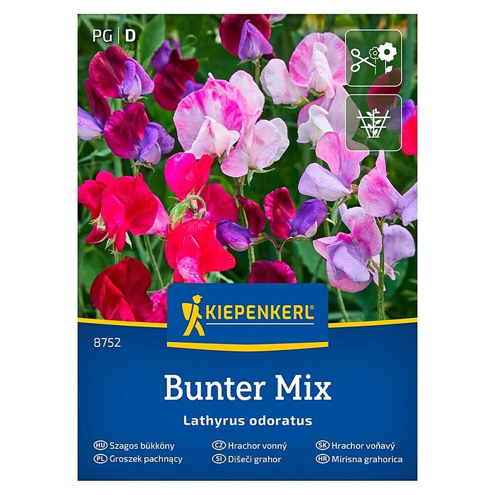 Kiepenkerl Cvetlična semena Dišeči grahor Barvita mešanica  (Lathyrus odoratus, Večbarvna) | 8127 - Feinsämereien in PG Marke | IBYA - Sämereien | IBY - Sämereien | IB - Grünpflanzen/Sämereien | I - Stadtgarten | BAUHAUS