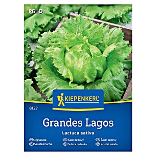 Kiepenkerl Zelenjavna semena Solata ledenka Grandes Lagos (Lactuca sativa, Čas žetve: Maj)