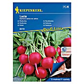 Kiepenkerl Zelenjavna semena Redkvica Lucia  (Raphanus sativus var. sativus, Čas žetve: April) | 8127 - Feinsämereien in PG Marke | IBYA - Sämereien | IBY - Sämereien | IB - Grünpflanzen/Sämereien | I - Stadtgarten | BAUHAUS