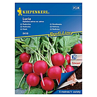 Kiepenkerl Zelenjavna semena Redkvica Lucia (Raphanus sativus var. sativus, Čas žetve: April)