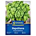 Kiepenkerl Zeliščna semena Bazilika Napolitana 
