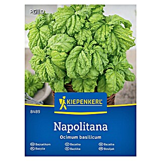 Kiepenkerl Zeliščna semena Bazilika Napolitana (Ocimum basilicum, Čas setve: Maj, Čas žetve: Junij)