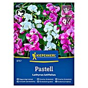 Kiepenkerl Cvetlična semena Širokolistni grahor Pastell  (Lathyrus latifolius, Večbarvna) | 8127 - Feinsämereien in PG Marke | IBYA - Sämereien | IBY - Sämereien | IB - Grünpflanzen/Sämereien | I - Stadtgarten | BAUHAUS