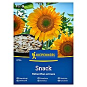 Kiepenkerl Cvetlična semena Sončnica Snack  (Helianthus annuus, Rumena) | 8127 - Feinsämereien in PG Marke | IBYA - Sämereien | IBY - Sämereien | IB - Grünpflanzen/Sämereien | I - Stadtgarten | BAUHAUS