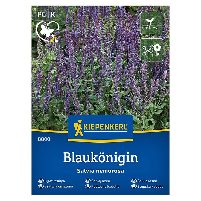 Kiepenkerl Cvetlična semena Podlesna kadulja Blaukönigin  (Salvia nemorosa, Vijolična) | 8127 - Feinsämereien in PG Marke | IBYA - Sämereien | IBY - Sämereien | IB - Grünpflanzen/Sämereien | I - Stadtgarten | BAUHAUS