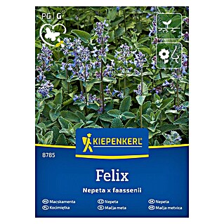Kiepenkerl Zeliščna semena Mačja meta (Nepeta x faasseenii, Čas setve: April, Čas žetve: Maj)