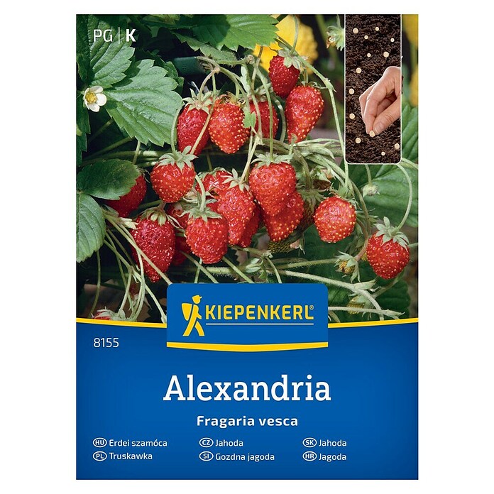 Kiepenkerl Sadna semena Gozdna jagoda Alexandria  (Fragaria vesca, Čas žetve: Maj) | 8127 - Feinsämereien in PG Marke | IBYA - Sämereien | IBY - Sämereien | IB - Grünpflanzen/Sämereien | I - Stadtgarten | BAUHAUS