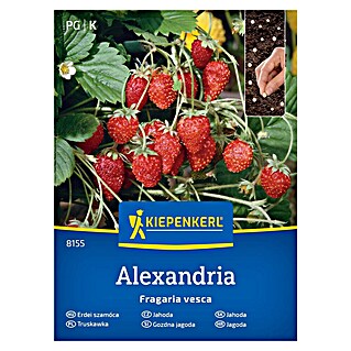Kiepenkerl Sadna semena Gozdna jagoda Alexandria (Fragaria vesca, Čas žetve: Maj)