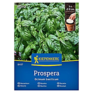 Kiepenkerl Zeliščna semena Bazilika Prospera (Ocimum basilicum, Čas setve: Maj, Čas žetve: Junij)