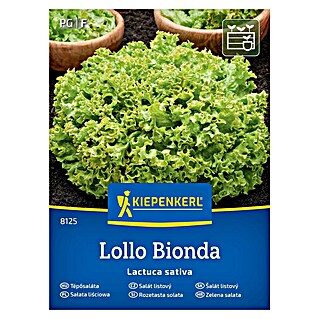 Kiepenkerl Zelenjavna semena Solata Lollo Bionda (Lactuca sativa, Čas žetve: Maj)