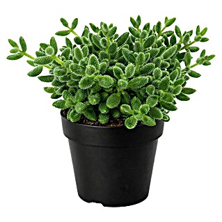 Piardino Mittagsblume Pickle Plant (Delosperma echinatum, Topfgröße: 12 cm, Weiß)