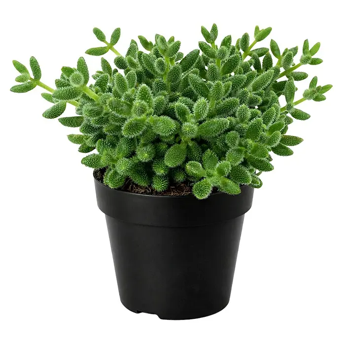saatgut lupine Bulk Russell Lupine Seeds main image 0