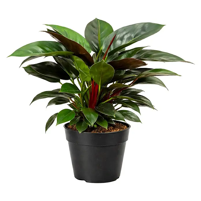 Piardino Baumfreund 'Congo Apple' - Philodendron, Topfgröße: 19 cm - Üppige Grünpflanze mit roten Stängeln in einem schwarzen Topf.