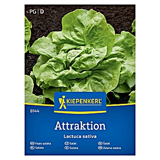 Kiepenkerl Zelenjavna semena Solata Attraktion (Lactuca sativa, Čas žetve: Junij)