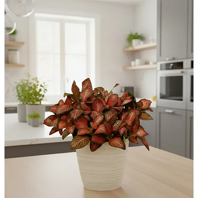Piardino Fittonie - Fittonia verschaffeltii, Topfgröße: 12 cm, Grün/Rot - Lebendige rot-grüne Topfpflanze in hellem Topf auf hölzerner Küchenarbeitsplatte.