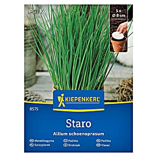 Kiepenkerl Zeliščna semena Drobnjak Staro ploščica (Allium schoenoprasum, Čas setve: Marec, Čas žetve: Maj)