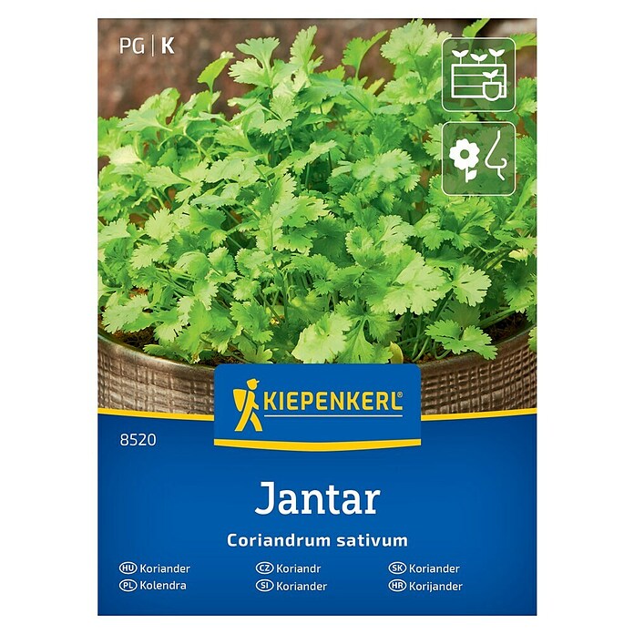 Kiepenkerl Zeliščna semena Koriander Jantar  (Coriandrum sativum, Čas setve: April, Čas žetve: Junij) | 8127 - Feinsämereien in PG Marke | IBYA - Sämereien | IBY - Sämereien | IB - Grünpflanzen/Sämereien | I - Stadtgarten | BAUHAUS