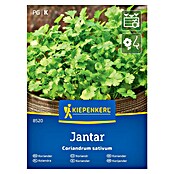 Kiepenkerl Zeliščna semena Koriander Jantar  (Coriandrum sativum, Čas setve: April, Čas žetve: Junij) | 8127 - Feinsämereien in PG Marke | IBYA - Sämereien | IBY - Sämereien | IB - Grünpflanzen/Sämereien | I - Stadtgarten | BAUHAUS