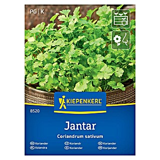 Kiepenkerl Zeliščna semena Koriander Jantar (Coriandrum sativum, Čas setve: April, Čas žetve: Junij)