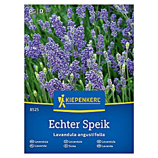 Kiepenkerl Zeliščna semena Prava sivka (Lavandula angustifolia, Čas setve: Marec, Čas žetve: Julij)