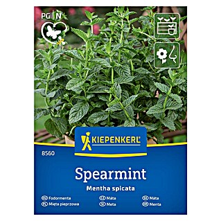 Kiepenkerl Zeliščna semena Klasasta meta (Mentha spicata)