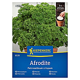 Kiepenkerl Zelenjavna semena Peteršilj Afrodite ploščica (Petroselinum crispum, Čas žetve: Junij)