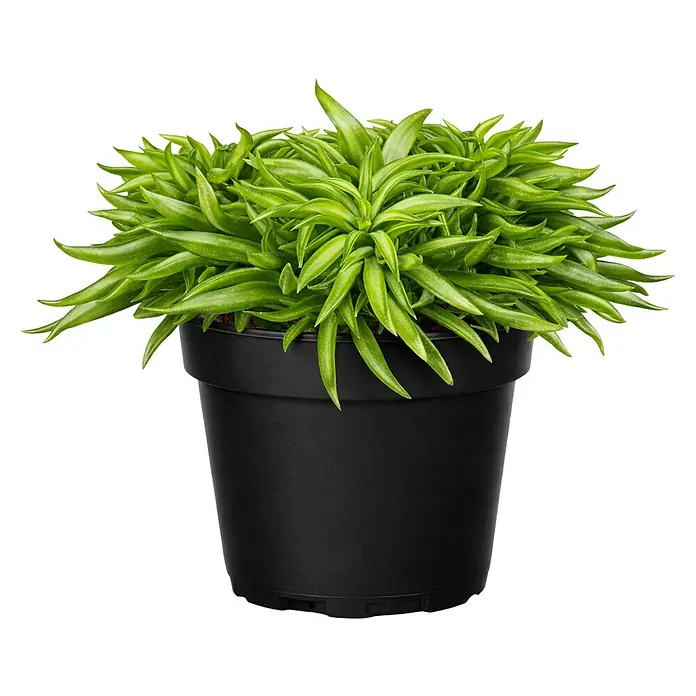 Piardino Zwergpfeffer - Peperomia ferreyrae 'Happy Bean', Topfgröße: 12 cm, Grün - Grüne Topfpflanze mit schlanken Blättern in einem schwarzen Plastiktopf.