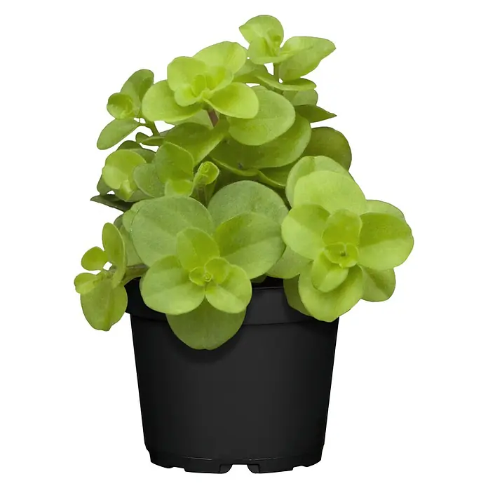 Piardino Zwergpfeffer - Peperomia, Topfgröße: 6 cm - Eine kleine, leuchtend grüne Pflanze mit runden Blättern in einem schwarzen Plastiktopf.