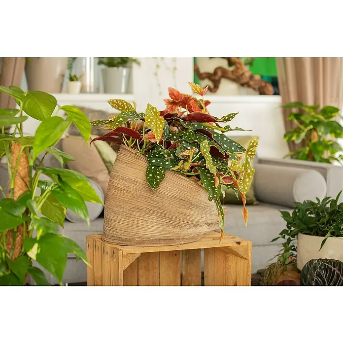 Piardino Forellenbegonie - Begonia maculata Double Dutch, Topfgröße: 17 cm - Heller, strukturierter Pflanztopf mit leuchtender Begonie, auf Holzkiste in gemütlichem Raum.