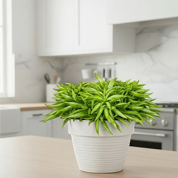 Piardino Zwergpfeffer - Peperomia ferreyrae 'Happy Bean', Topfgröße: 12 cm, Grün - Leuchtend grüne Zimmerpflanze in einem weißen gerippten Topf auf einer Küchentheke.