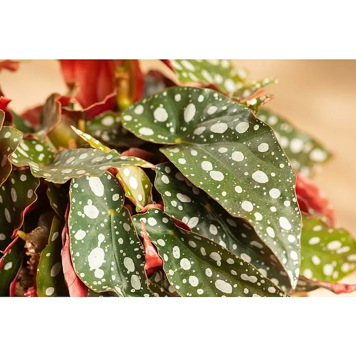 Piardino Forellenbegonie - Begonia maculata Double Dutch, Topfgröße: 17 cm - Eine leuchtende Polka-Dot-Begonie mit auffälligen grünen Blättern, weißen Flecken und roten Rändern.