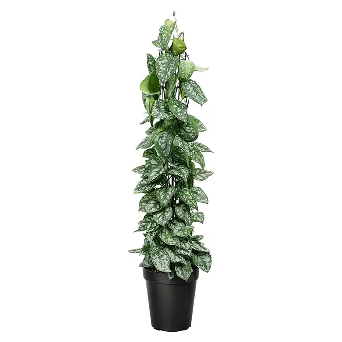 Piardino Zimmerpflanzen-Mix - Verschiedene Sorten, Topfgröße: 24 cm - Eine lebendige Efeutute mit gesprenkelten grün-silbernen Blättern an einem schwarzen Rankgitter in einem schwarzen Topf.
